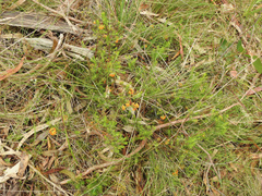 Dillwynia sericea