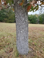 Quercus laevis