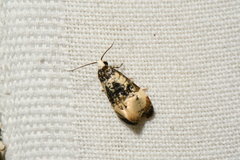 Phalonidia memoranda