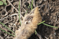 Lepus granatensis