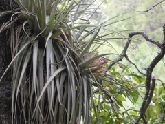 Tillandsia carlsoniae
