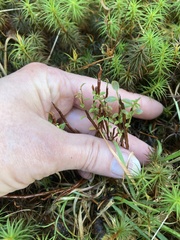 Calyptospora columnaris