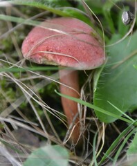 Hortiboletus rubellus