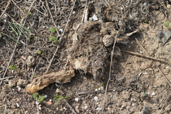 Lepus granatensis