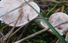 Clitocybe