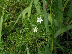 Arenaria bourgaei