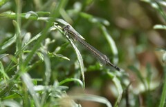 Ischnura