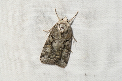 Anaplectoides pressus