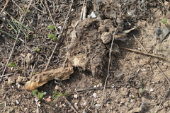 Lepus granatensis