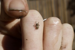 Araneae