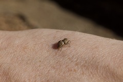Araneae