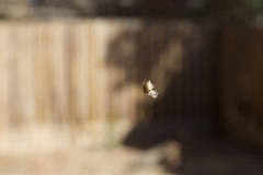 Araneae