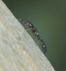 Tetraponera