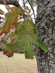 Quercus laevis