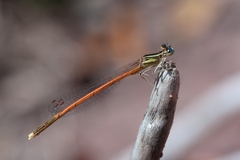Platycnemis acutipennis