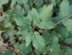 Aegopodium podagraria