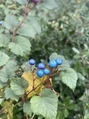 Ampelopsis cordata