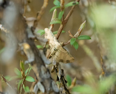 Chloroclystis sphragitis