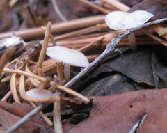 Clitocybe fragrans