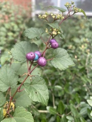 Ampelopsis cordata