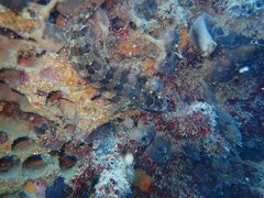 Parablennius gattorugine