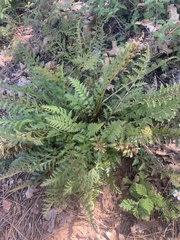 Pedicularis densiflora