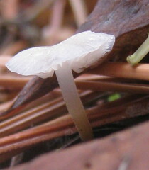 Clitocybe fragrans