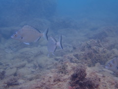 Diplodus puntazzo