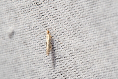 Argyresthia