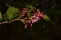 Gaultheria glomerata
