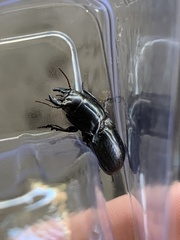 Pasimachus sublaevis