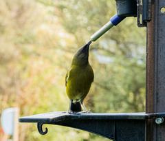 Anthornis melanura melanura