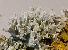 Ramalina fastigiata