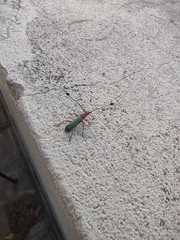 Compsocerus violaceus