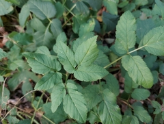 Aegopodium podagraria
