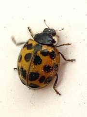 Harmonia axyridis