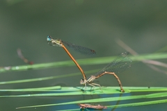 Platycnemis acutipennis