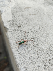 Compsocerus violaceus