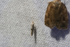 Argyresthia conjugella