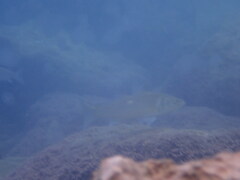 Dicentrarchus labrax