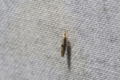 Argyresthia conjugella