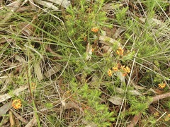 Dillwynia sericea