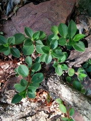 Peperomia leptostachya