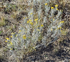 Galatella villosa
