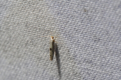 Argyresthia conjugella