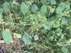 Acalypha indica