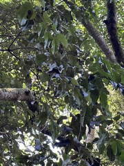 Cryptocarya natalensis