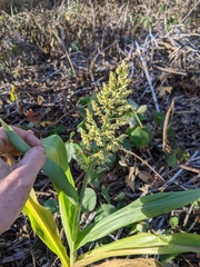 Sorghum bicolor