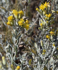 Galatella villosa