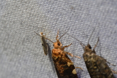 Argyresthia conjugella